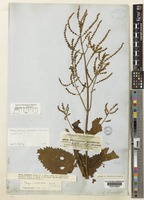 Tetradenia multiflora (Benth.) Phillipson comb.nov. [family LABIATAE]