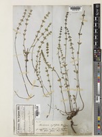 Micromeria myrtifolia Boiss. & Hohen. [family LAMIACEAE]
