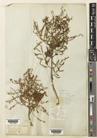 Type of Tetradenia riparia (Hochst.) L.E.Codd [family LABIATAE]