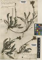 Pedicularis pyrenaica J. Gay [family OROBANCHACEAE]