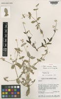 Pfaffia tuberculosa Pedersen [family AMARANTHACEAE]