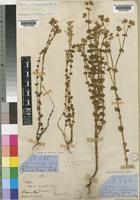 Sebaea brachyphylla Griseb. var. longistyla [family GENTIANACEAE]