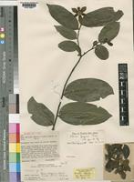 Holotype of Mkilua fragrans Verdc. [family ANNONACEAE]