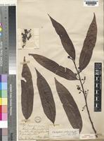 Cleistopholis patens (Benth.) Engl. & Diels [family ANNONACEAE]