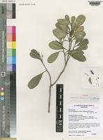 Isotype of Ivodea choungiensis Labat, M.Pignal & O.Pascal [family RUTACEAE]