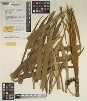 Holotype of Areca chaiana J.Dransf. [family PALMAE]