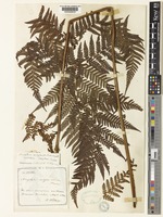 Isotype of Alsophila subglandulosa Hance [family CYATHEACEAE]