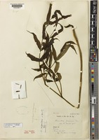 Type of Marattia rugulosa Alderw. [family MARATTIACEAE]