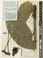 Isotype of Penianthus camerounensis A.Dekker [family MENISPERMACEAE]