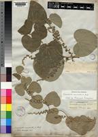 Isotype of Cissampelos aristolochiaefolia Fenzl [family MENISPERMACEAE]