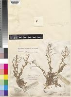 Type of Sisymbrium burchellii DC. [family CRUCIFERAE]