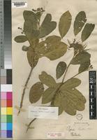 Syntype of Maerua kirkii (Oliv.) F.White [family CAPPARACEAE]