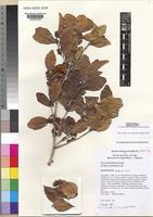 Isotype of Scolopia maoulidae Hul, J.-N.Labat & O.Pascal [family FLACOURTIACEAE]