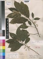 Type of Kiggelaria grandifolia Warb. [family FLACOURTIACEAE]