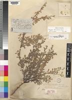 Isolectotype of Polygala obtusissima Hochst. ex Chodat [family POLYGALACEAE]