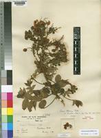Syntype of Cassia petersiana Bolle var. tomentosa Baker f. [family LEGUMINOSAE-CAESALPINIOIDEAE]