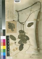 Type of Cassia abbreviata Oliv. [family LEGUMINOSAE-CAESALPINIOIDEAE]