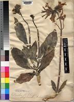 Bryophyllum streptanthum A.Berger [family CRASSULACEAE]