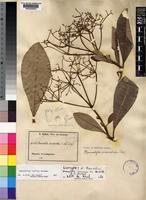 Isotype of Rauvolfia leucopoda K.Schum. ex De Wild. & T.Durand [family APOCYNACEAE]