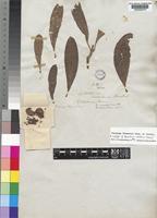 Isotype of Annularia natalensis Hochst. [family APOCYNACEAE]