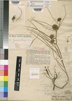 Xysmalobium holubii Scott-Elliot [family ASCLEPIADACEAE]