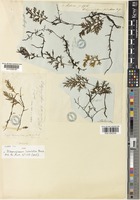 Type of Didymoglossum latealatum Bosch [family HYMENOPHYLLACEAE]