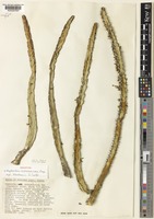 Holotype of Euphorbia heterochroma Pax subsp. tsavoensis S.Carter [family EUPHORBIACEAE]