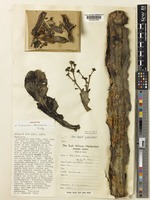 Holotype of Euphorbia tanaensis P.R.O.Bally & S.Carter [family EUPHORBIACEAE]