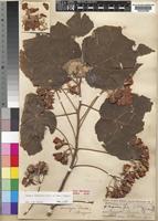 Dombeya burgessiae Gerr. ex Harv. & Sond. [family STERCULIACEAE]