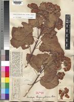 Dombeya burgessiae Gerrard ex Harv. [family STERCULIACEAE]