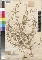 Hermannia kirkii Mast. [family STERCULIACEAE]