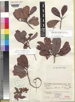 Isotype of Nesogordonia humbertii Capuron [family STERCULIACEAE]