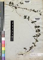 Isolectotype of Droguetia ambigua Wedd. [family URTICACEAE]