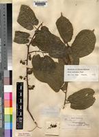 Type of Morus mesozygia Stapf ex A.Chev. [family MORACEAE]
