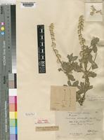 Type of Sericocomopsis hildebrandtii Schinz [family AMARANTHACEAE]