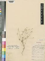 Centemopsis filiformis (E.A.Bruce) C.C.Towns. [family AMARANTHACEAE]