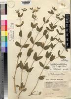 Isotype of Pandiaka wildii Suess. [family AMARANTHACEAE]