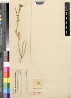 Calicorema squarrosa (Schinz) Schinz [family AMARANTHACEAE]