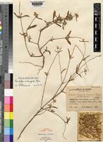 Isotype of Pandiaka lindiensis Suess. & Beyerle [family AMARANTHACEAE]