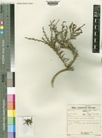 Isotype of Arthrocnemum mossianum Toelken [family CHENOPODIACEAE]