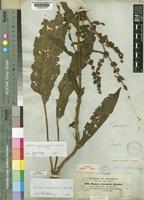 Syntype of Rumex steudelii Hochst. ex A.Rich. [family POLYGONACEAE]