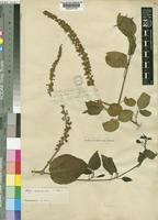Phytolacca dodecandra L'Hér. [family PHYTOLACCACEAE]