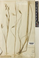 Isotype of Andropogon apricus Trin. var. indicus (Nees) Hack. [family POACEAE]