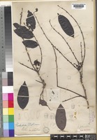 Type of Glochidion johnstonei Hook.f. [family PHYLLANTHACEAE]