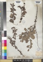 Flueggea virosa (Roxb. ex Willd.) Royle subsp. virosa [family PHYLLANTHACEAE]