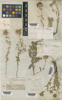Monardella odoratissima Benth. [family LAMIACEAE]