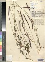 Holotype of Perotis patens Gand. var. parvispicula C.E.Hubbard ex Robyns & Tournay [family POACEAE]