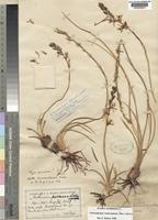 Holotype of Anthericum transvaalense Baker [family ANTHERICACEAE]