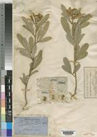 Isotype of Tephrosia dasyphylla Baker [family LEGUMINOSAE-PAPILIONOIDEAE]