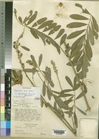 Holotype of Tephrosia elata Deflers var. abercornensis Brummitt [family LEGUMINOSAE-PAPILIONOIDEAE]